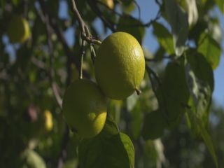 Le eccezionali proprietà del bergamotto