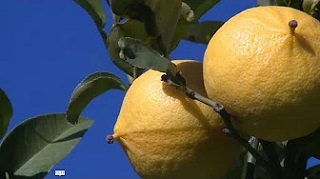 U SPIRITU, L'ORO TRA LE FOGLIE. GRECANICA, L'ESSENZA.