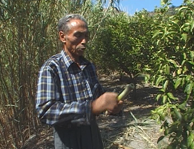 La raccolta e la lavorazione della canna sulle sponde della fiumara