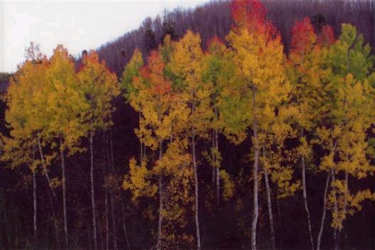 Un bosco dell'Aspromonte in autunno